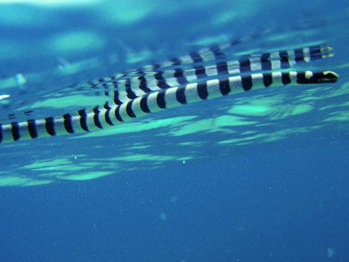 Подводная змея фото